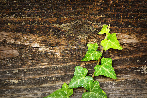 green ivy growing on wooden fence Stock photo © taviphoto