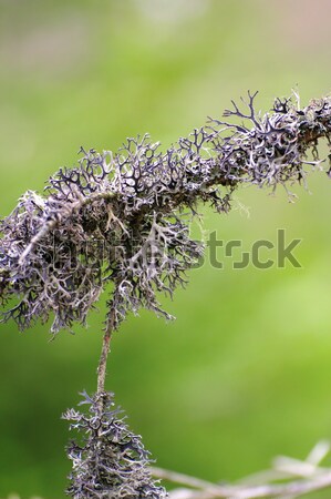 lichen on an old spruce branch Stock photo © taviphoto