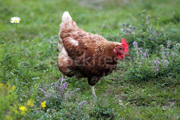 egg-laying hen Stock photo © taviphoto