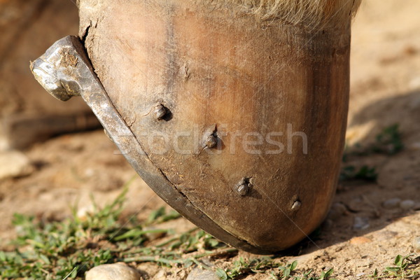 detail of a mounted horseshoe Stock photo © taviphoto