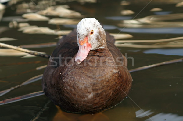 closeup portrait of muscovy duck Stock photo © taviphoto