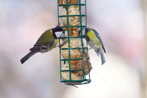 great and blue tits on feeder Stock photo © taviphoto