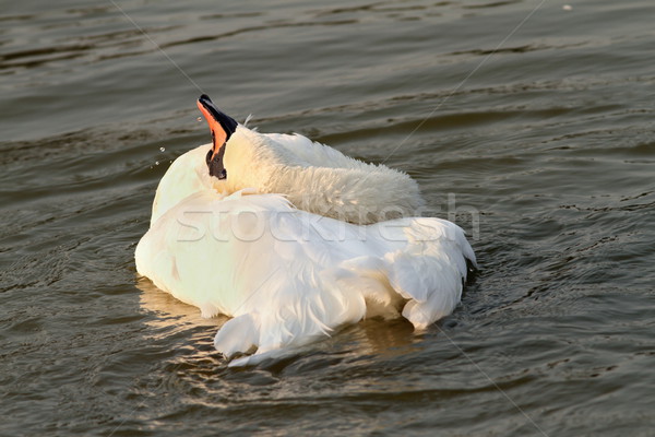 beautiful swan at sunset Stock photo © taviphoto