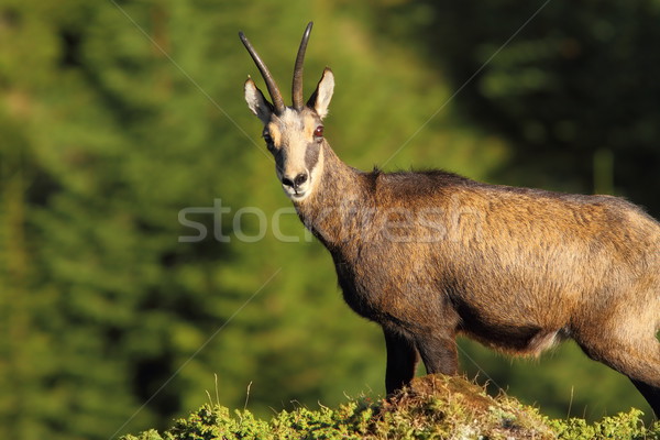 wild chamois looking at the camera Stock photo © taviphoto