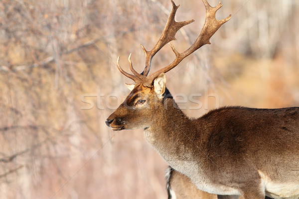 male fallow deer portrait Stock photo © taviphoto