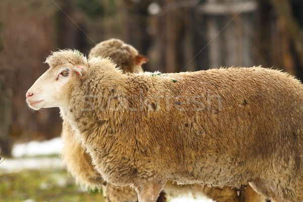 sheep in the farmyard Stock photo © taviphoto