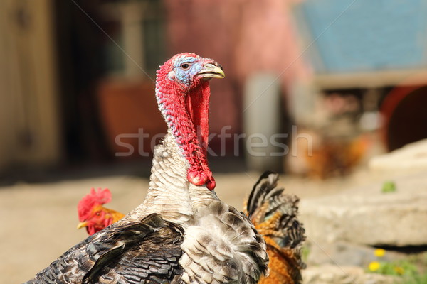 male turkey Stock photo © taviphoto