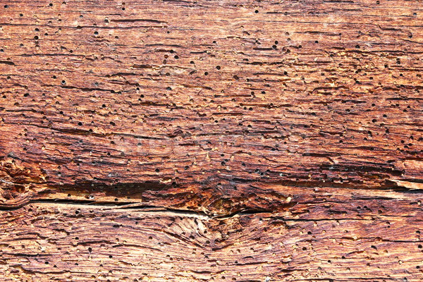 Budowy drewna uszkodzony owadów atakować tekstury Zdjęcia stock © taviphoto