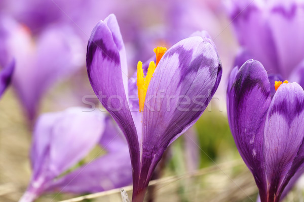 Makro obraz wiosną krokus szafran Zdjęcia stock © taviphoto