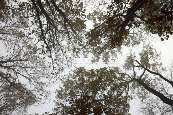 abstract view of forest canopy in misty morning Stock photo © taviphoto