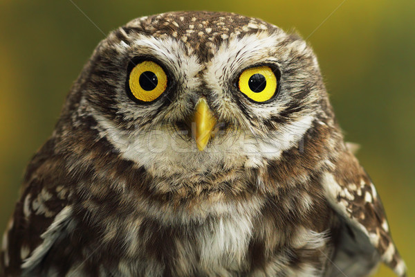 close up of little owl eyes Stock photo © taviphoto