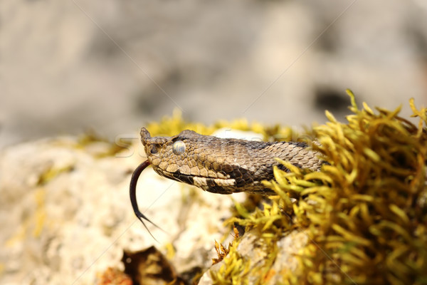 portrait of nose horned viper Stock photo © taviphoto