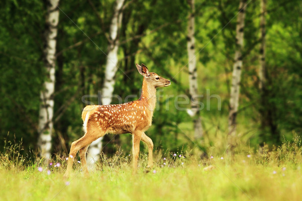 [[stock_photo]]: Rouge · cerfs · clairière · nature · été