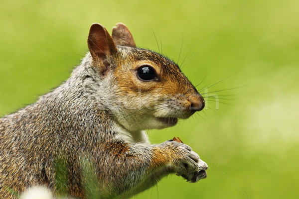 portrait of grey squirrel Stock photo © taviphoto