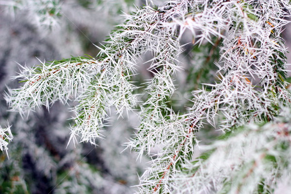 spruce branch in winter Stock photo © taviphoto