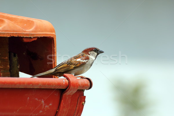 Masculin casă vrabie acoperiş în picioare pană Imagine de stoc © taviphoto