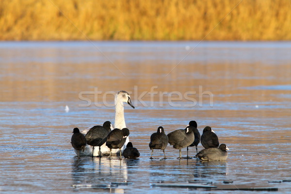 coots and swan standing together Stock photo © taviphoto