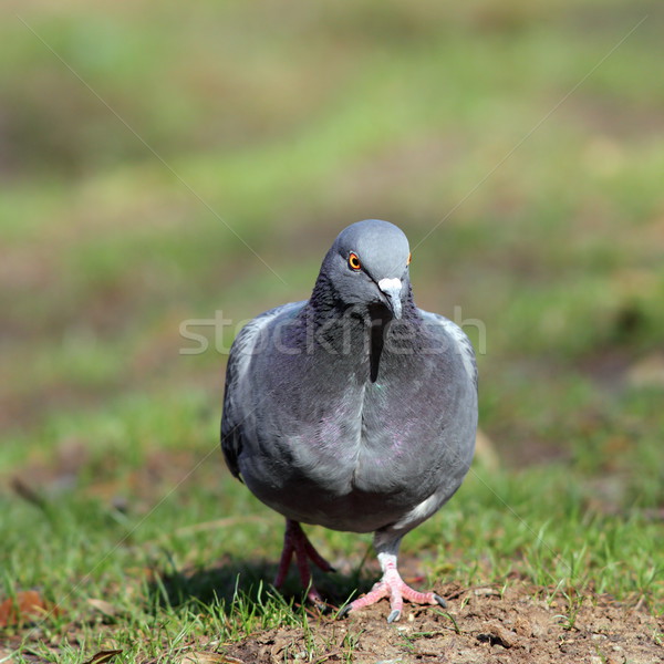 male pigeon walking in the park Stock photo © taviphoto