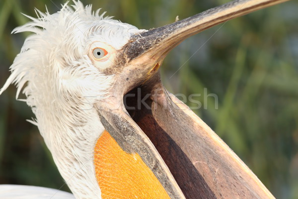 Foto stock: Dálmata · abierto · pico · primer · plano · cabeza · ojo