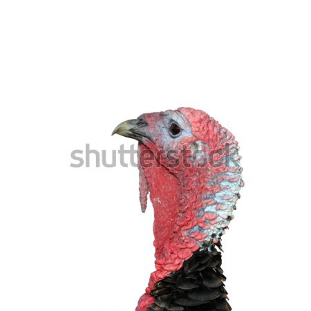 Сток-фото: изолированный · мужчины · Турция · голову · красочный · портрет