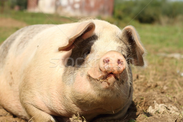 Stok fotoğraf: Portre · tembel · pembe · dev · görüntü · doğa