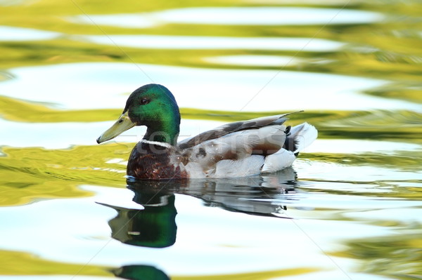 male mallard duck on pond Stock photo © taviphoto