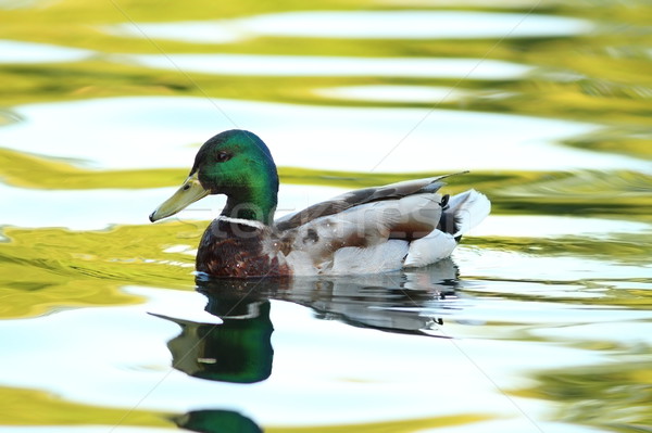 Stock photo: male mallard duck on pond