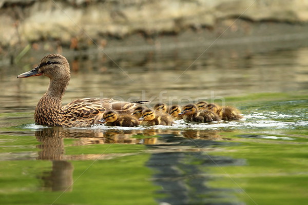 Aile anne yüzme gölet su bahar Stok fotoğraf © taviphoto