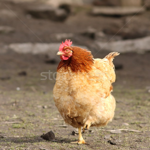母雞 坐在 單 一 腳 圖像 商業照片 © taviphoto