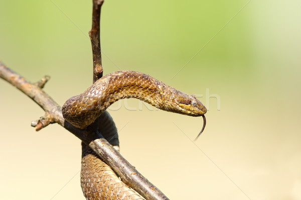smooth snake in the tree Stock photo © taviphoto