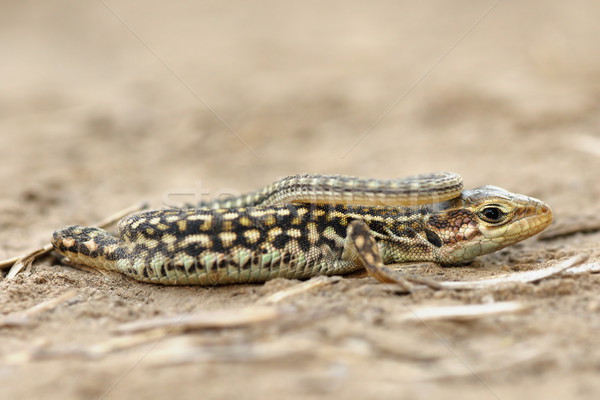 juvenile balkan wall lizard Stock photo © taviphoto