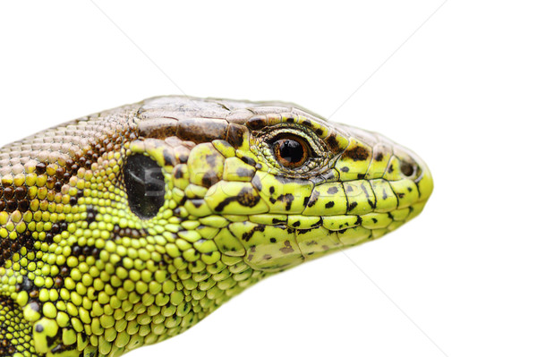 isolated portrait of sand lizard Stock photo © taviphoto