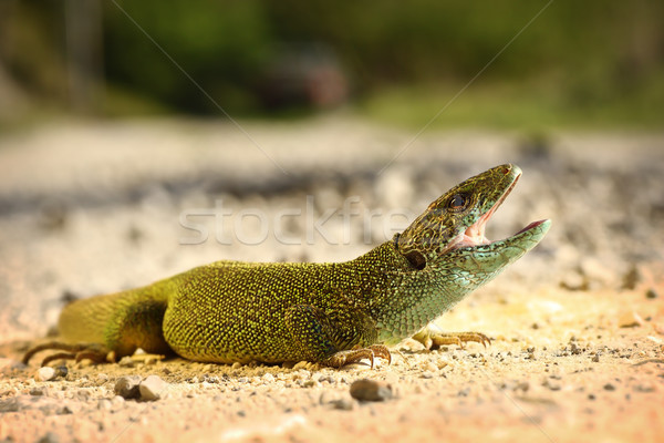 male green lizard ready to attack Stock photo © taviphoto