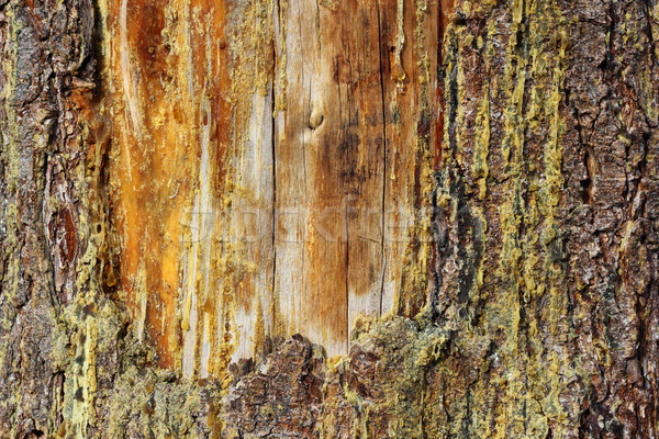 old scar on a spruce Stock photo © taviphoto