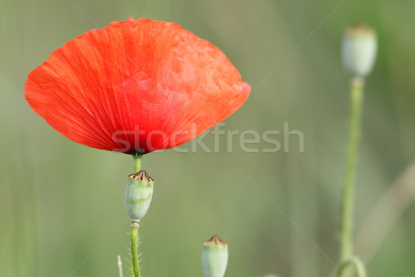 Foto stock: Vermelho · papoula · primavera · beleza