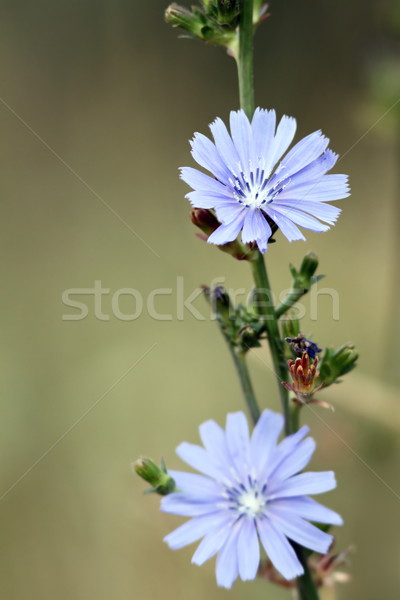 cichorium  intybus flowers Stock photo © taviphoto