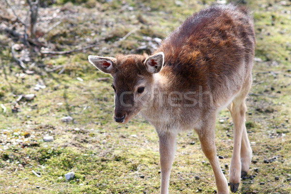 fallow deer calf Stock photo © taviphoto