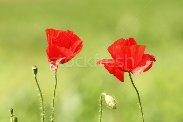 two poppy flowers Stock photo © taviphoto