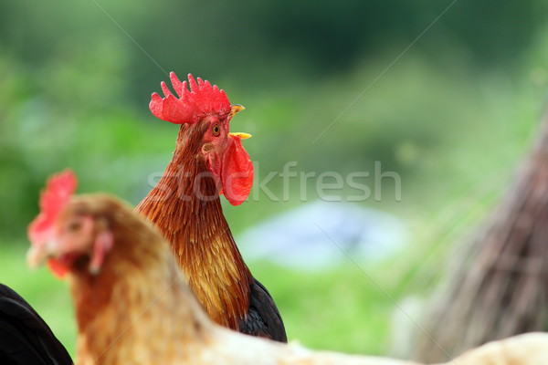 singing rooster over green background Stock photo © taviphoto