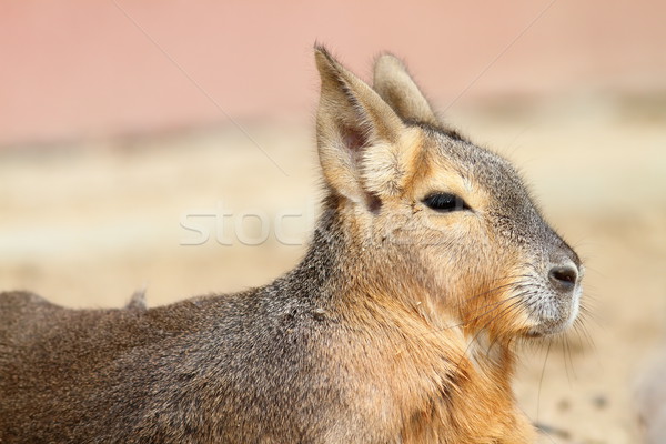 patagonian mara portrait Stock photo © taviphoto