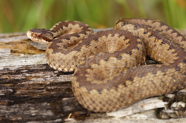 female crossed adder on stump Stock photo © taviphoto