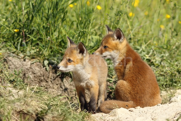 Foto d'archivio: Rosso · Fox · fratelli · animali · selvatici · faccia