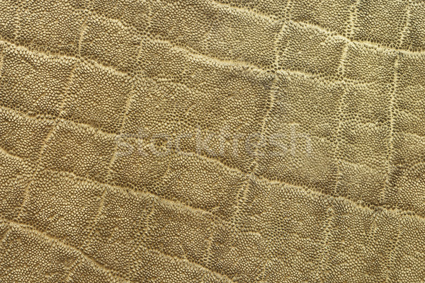 textured detail of african elephant pelt Stock photo © taviphoto