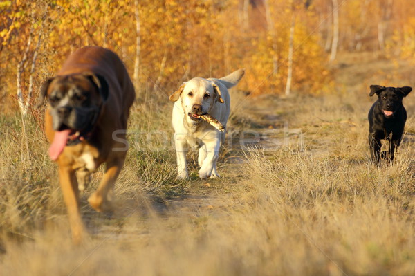 Stock fotó: Kutyák · bot · zsákmány · fű · erdő · jókedv