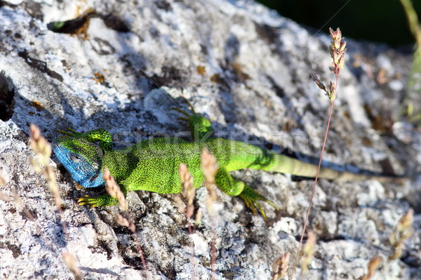 Stock photo: male Lacerta Viridis