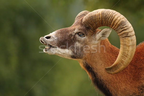 Foto stock: Ritual · grande · carnero · fondo · montana · ovejas