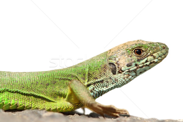 isolated green lizard Stock photo © taviphoto