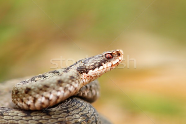 closeup of a beautiful vipera berus Stock photo © taviphoto