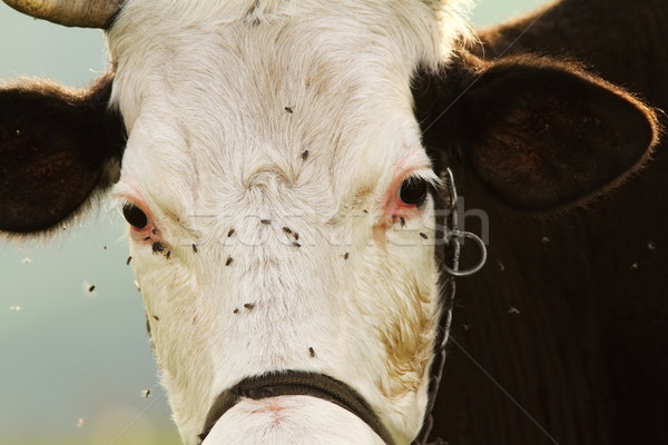 portrait of holstein cow Stock photo © taviphoto