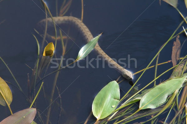dice snake looking for frogs in the water Stock photo © taviphoto